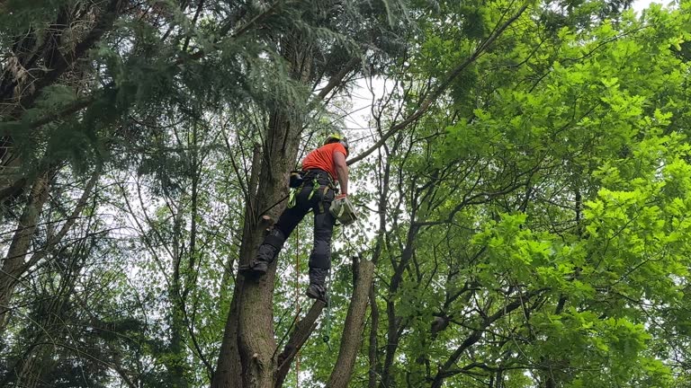 Best Tree Planting Services  in Wintersville, OH